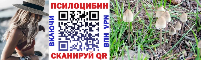цена   Приозерск  Псилоцибиновые грибы Cubensis 